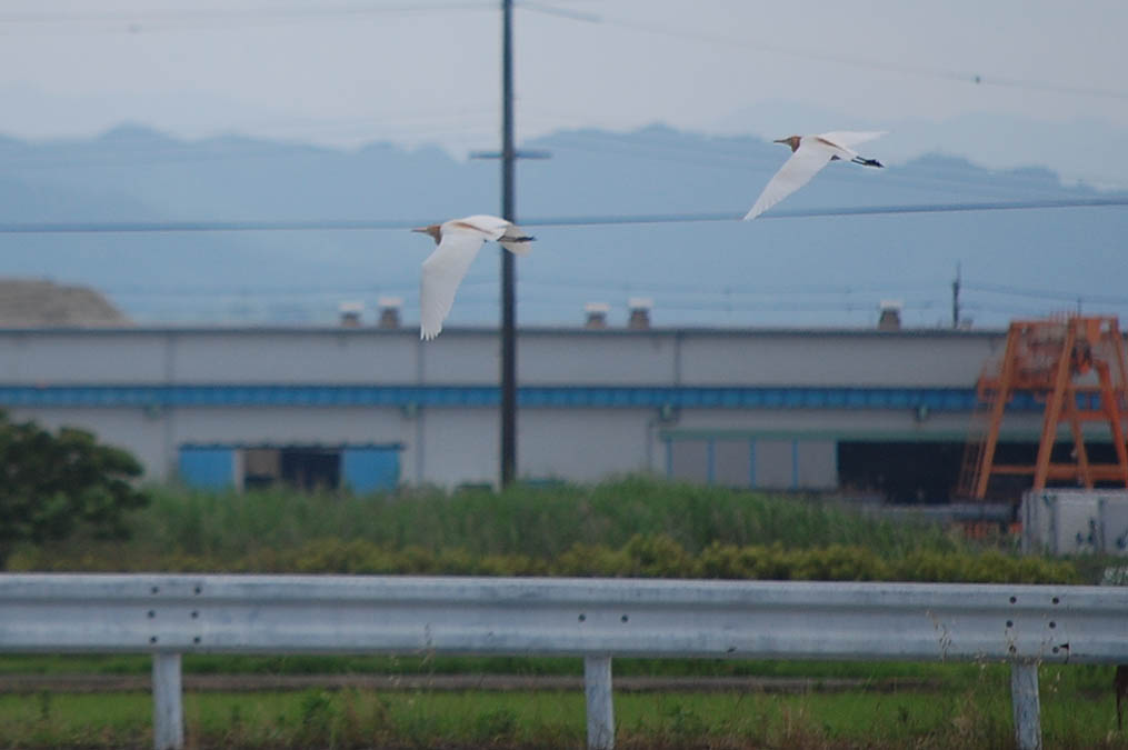 アマサギ