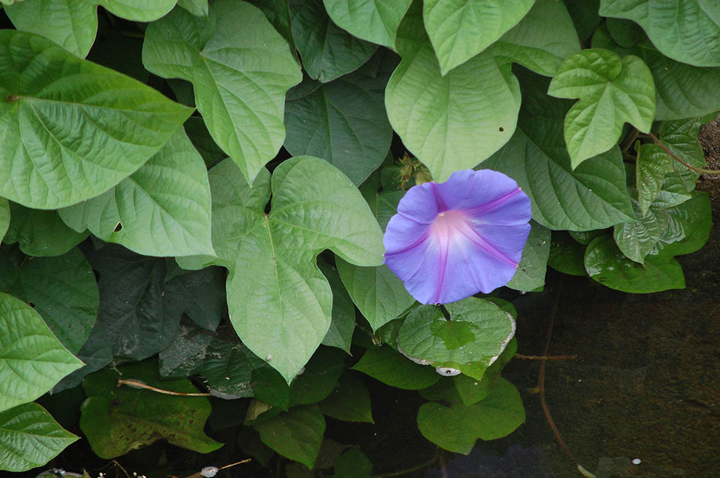 アサガオの花一輪