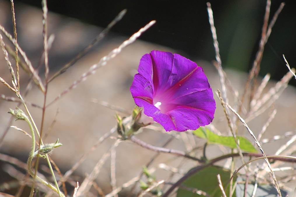 マルバアサガオ