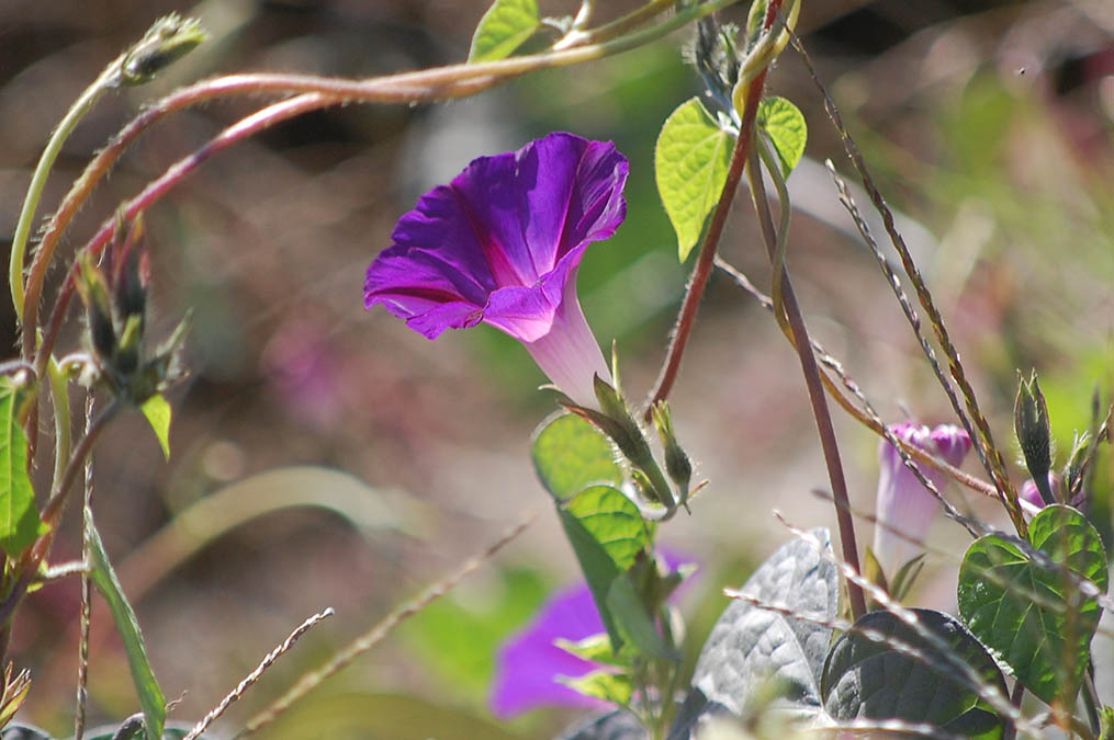 マルバアサガオ