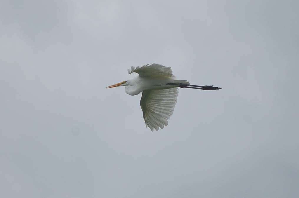 ダイサギ