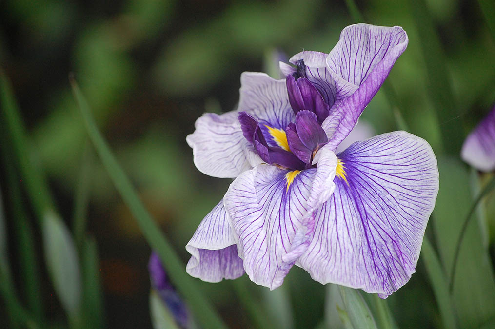 花菖蒲