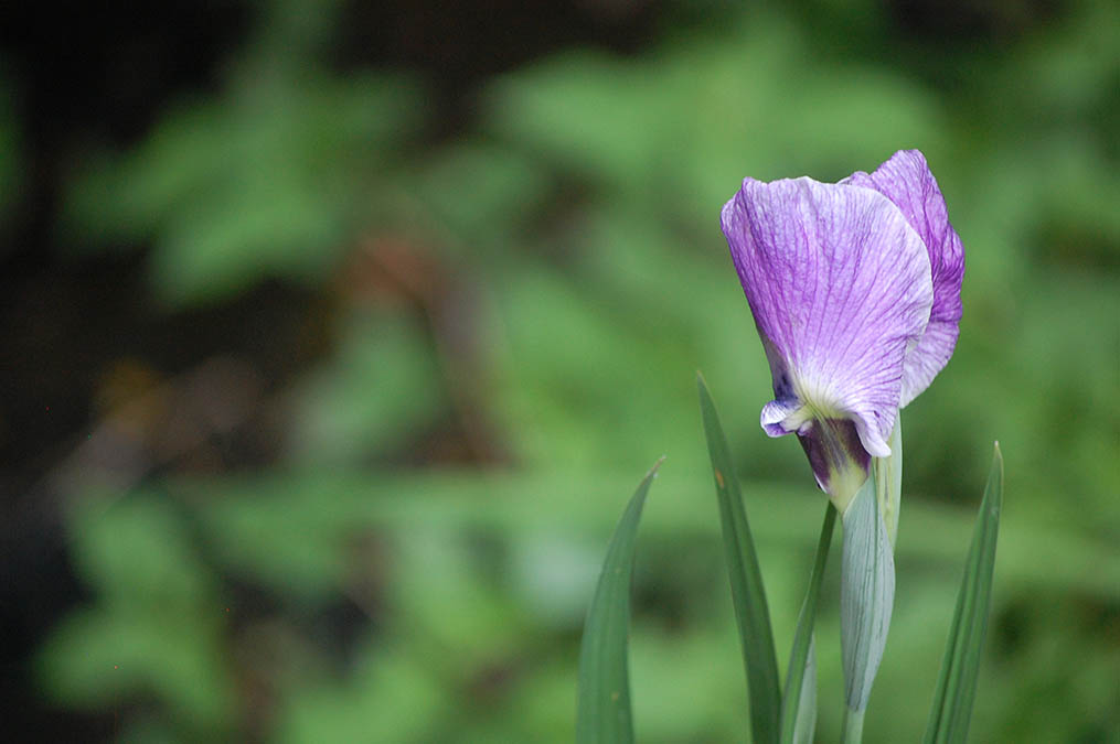花菖蒲