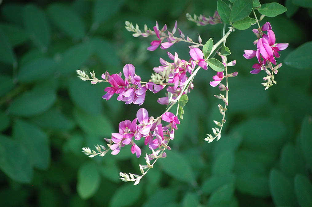 萩の花
