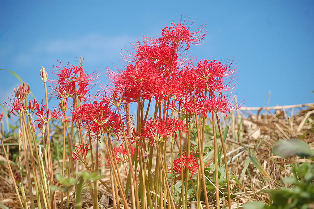 彼岸花
