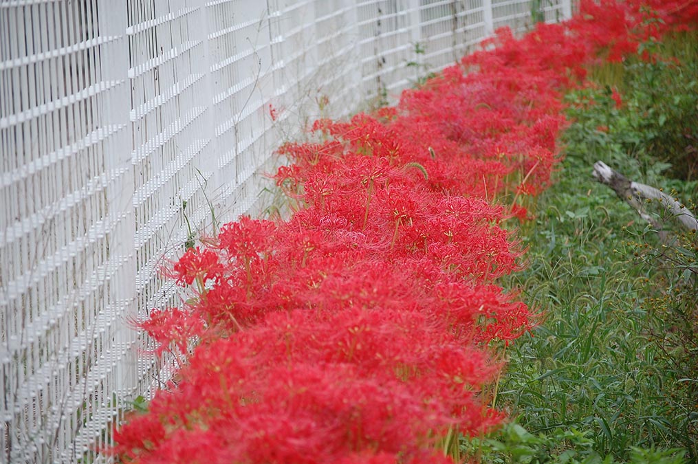 満開の彼岸花