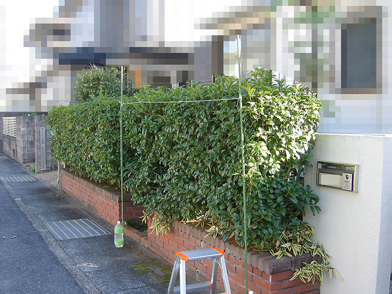 キンモクセイの生垣の剪定