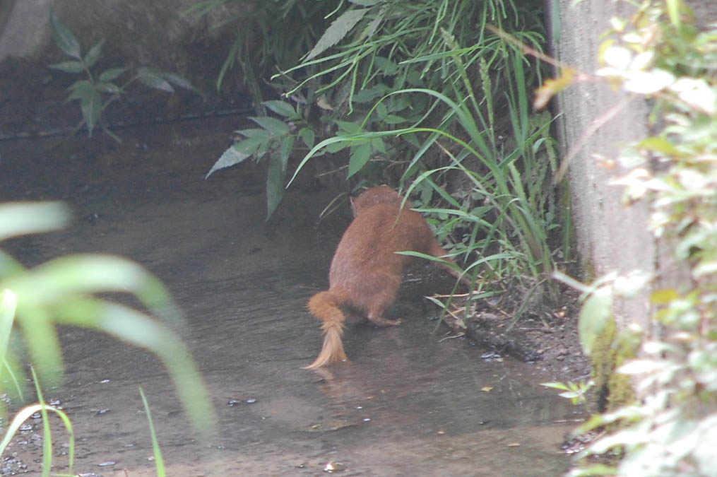炭酸水