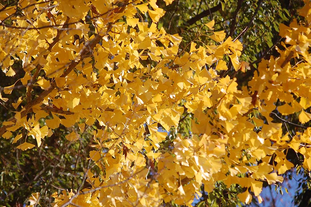 イチョウの黄葉