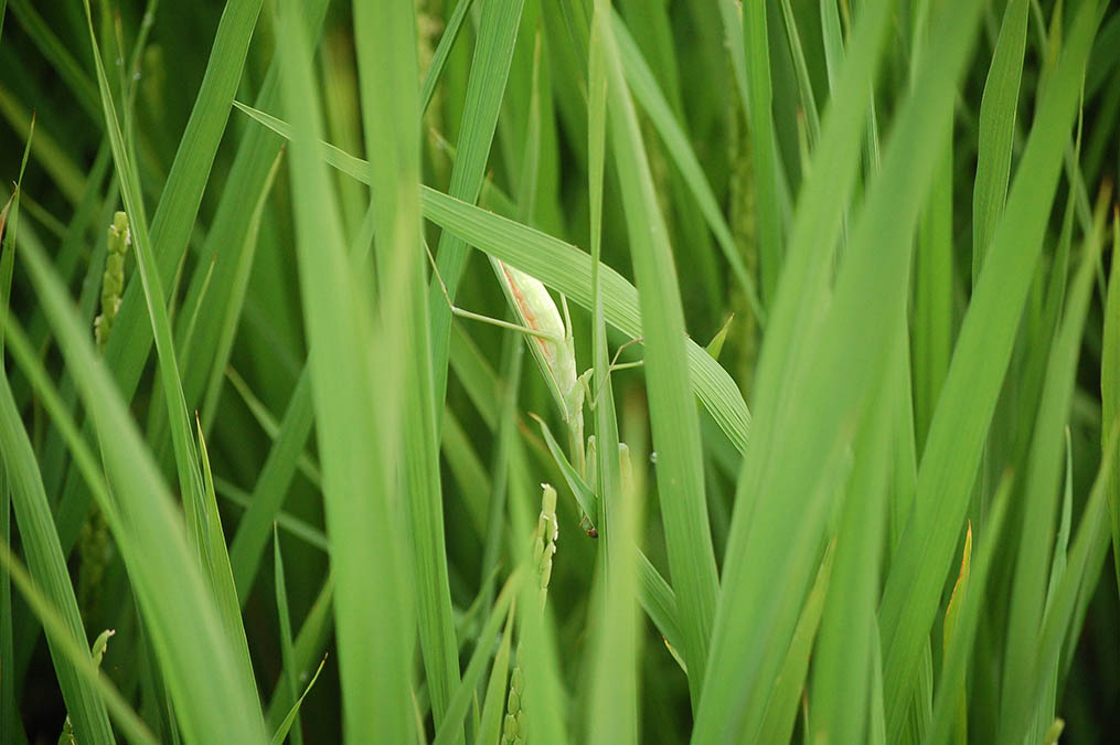 稲とカマキリ