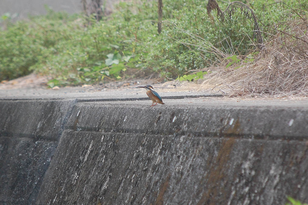 カワセミ