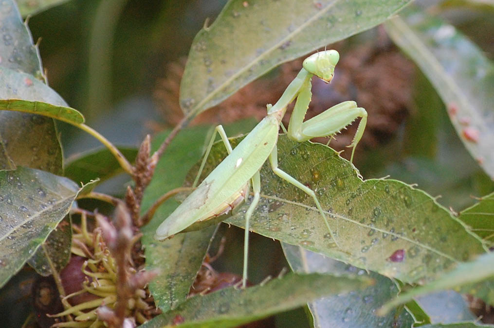 カマキリ