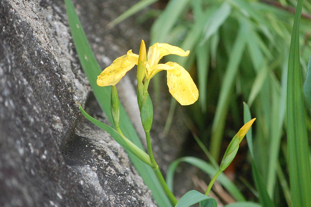黄菖蒲