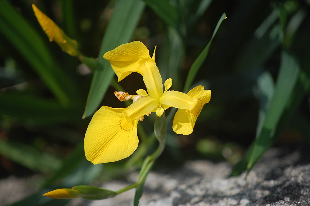 黄菖蒲