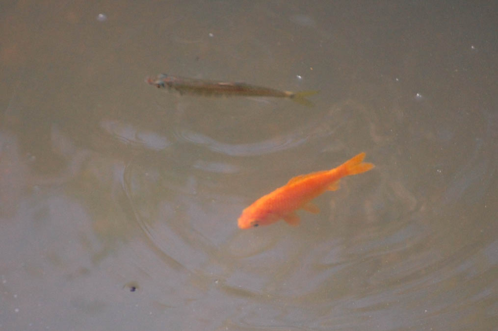 金魚と小魚