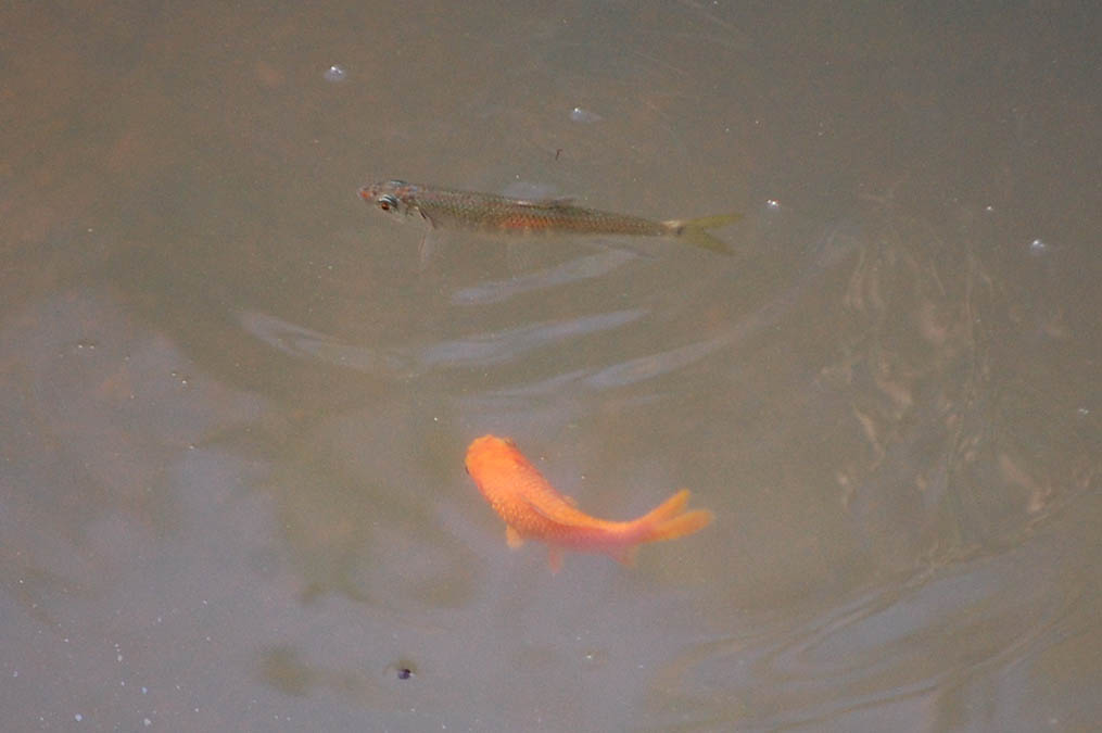 金魚と小魚