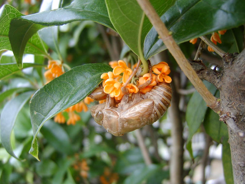 金木犀の花とセミの抜け殻