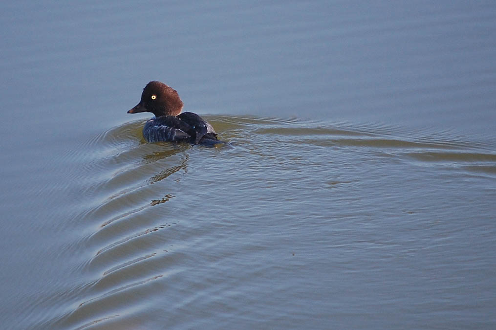 キンクロハジロ
