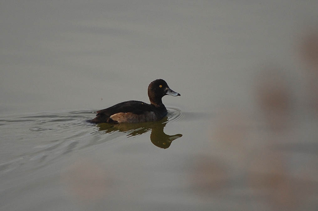 キンクロハジロ