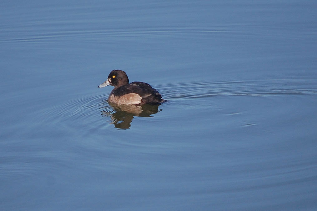 キンクロハジロ
