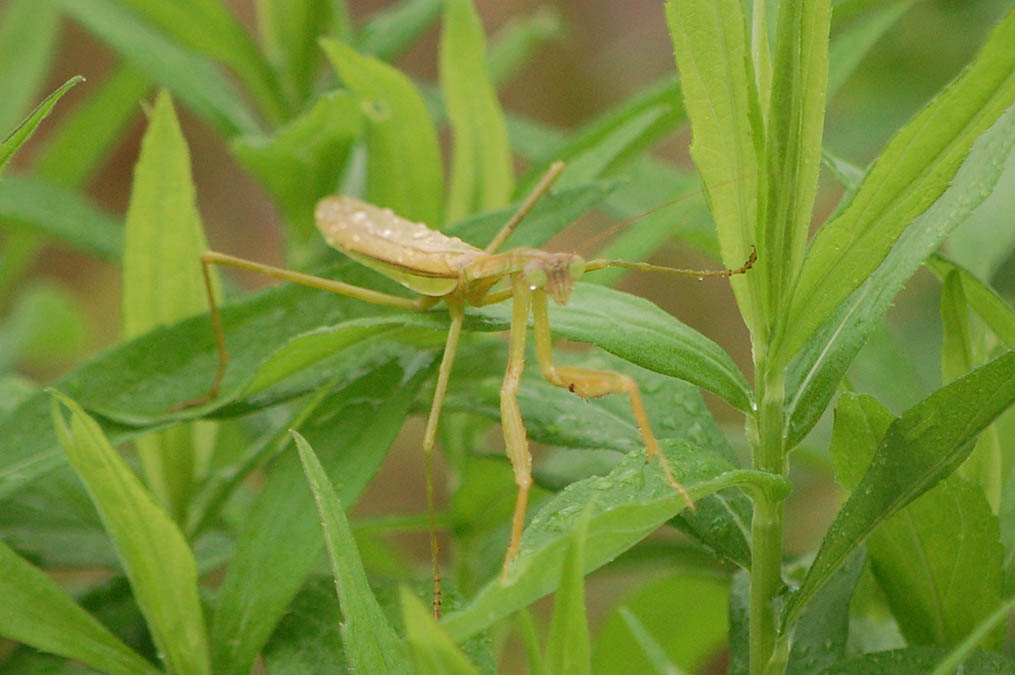 カマキリ