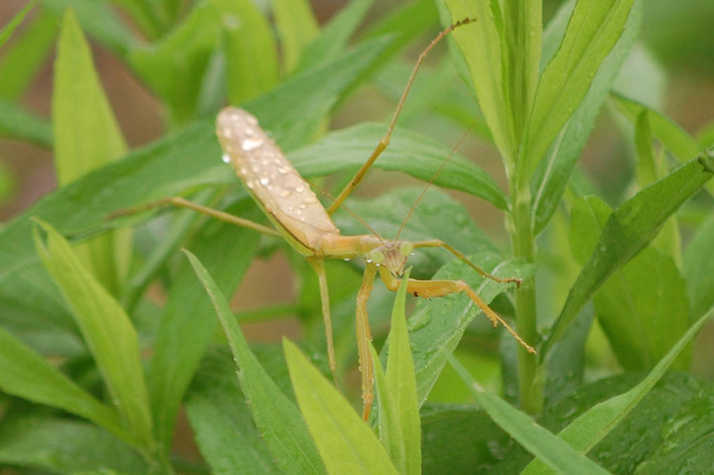 カマキリ