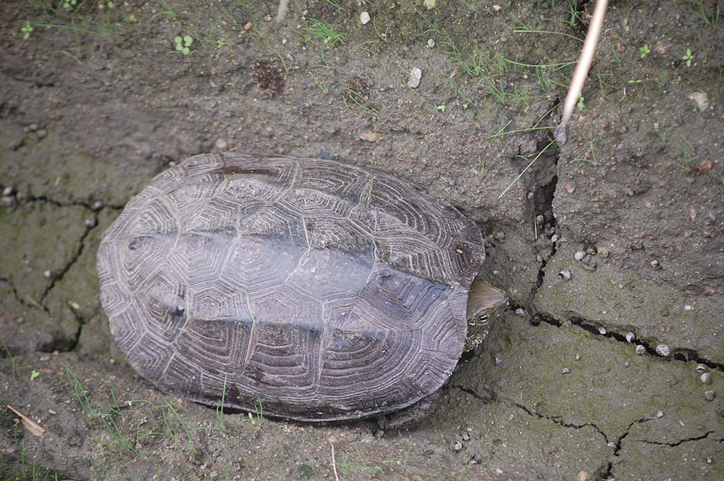 カメ