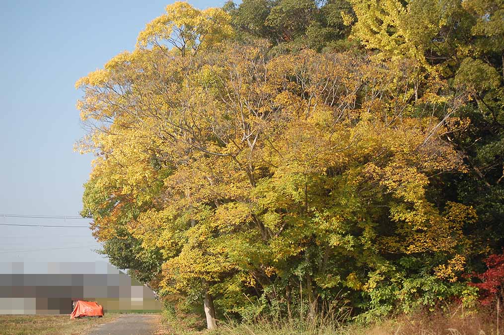 黄葉