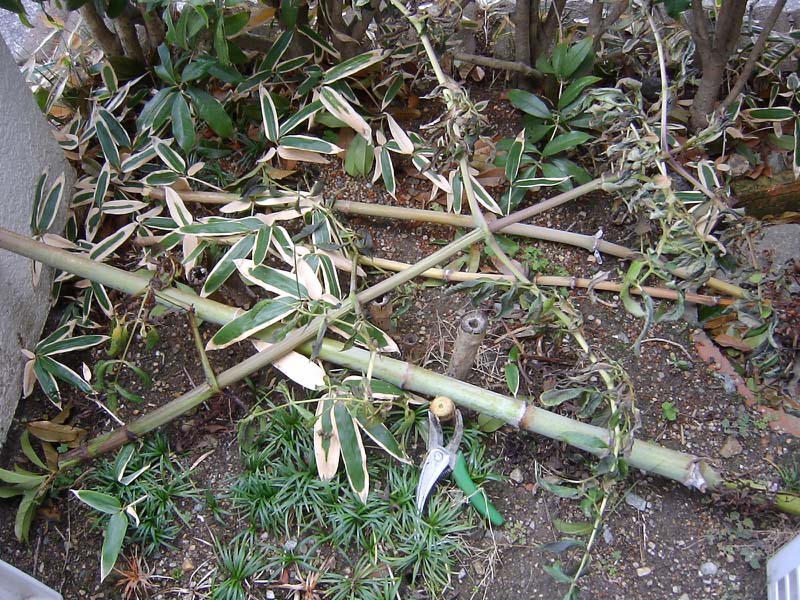 補聴器の空気電池交換