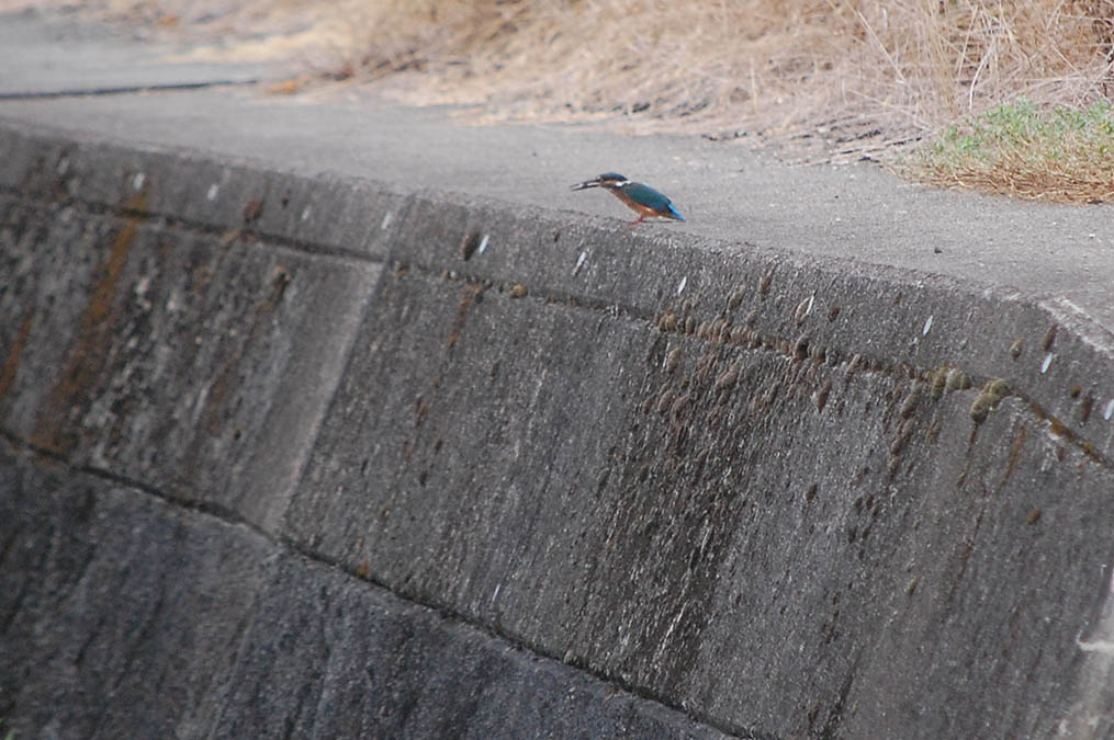 カワセミ