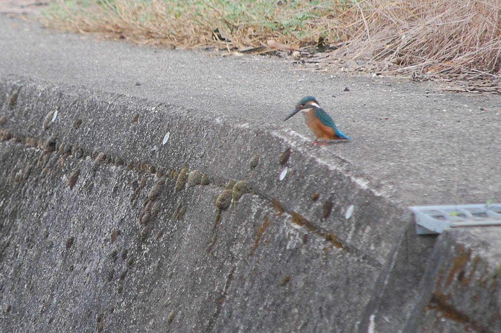 カワセミ