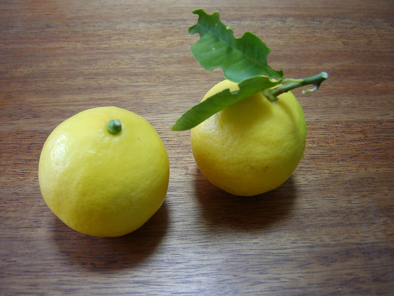 レモンの実