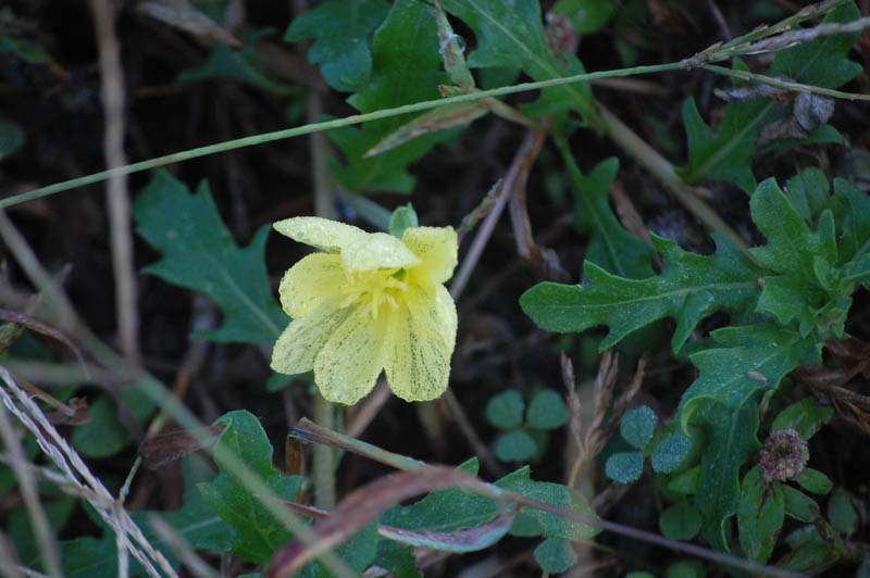 コマツヨイグサ