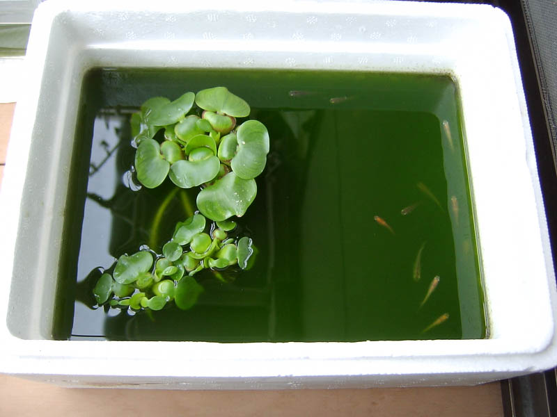 メダカが暑さにやられて半減