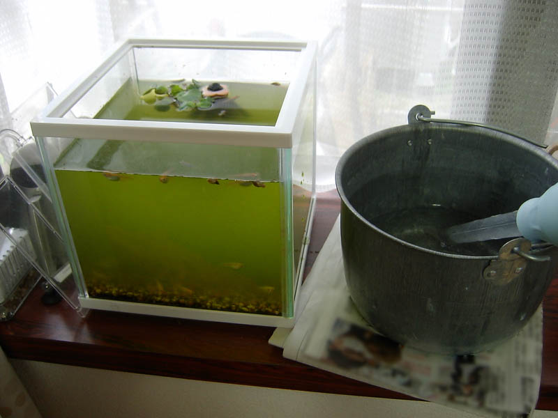 メダカの水槽の水換え