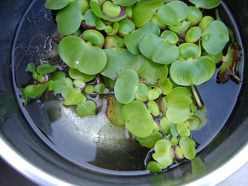 水草ホテイアオイからメダカの赤ちゃんが大量孵化