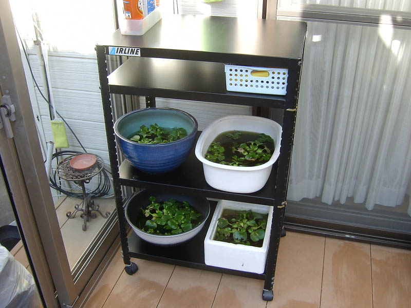 メダカの鉢を棚に整頓