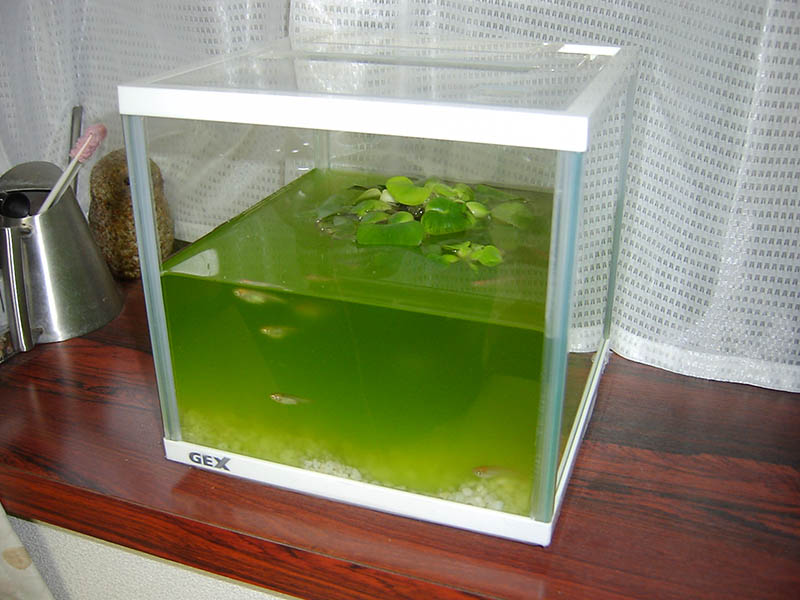 バームクーヘン