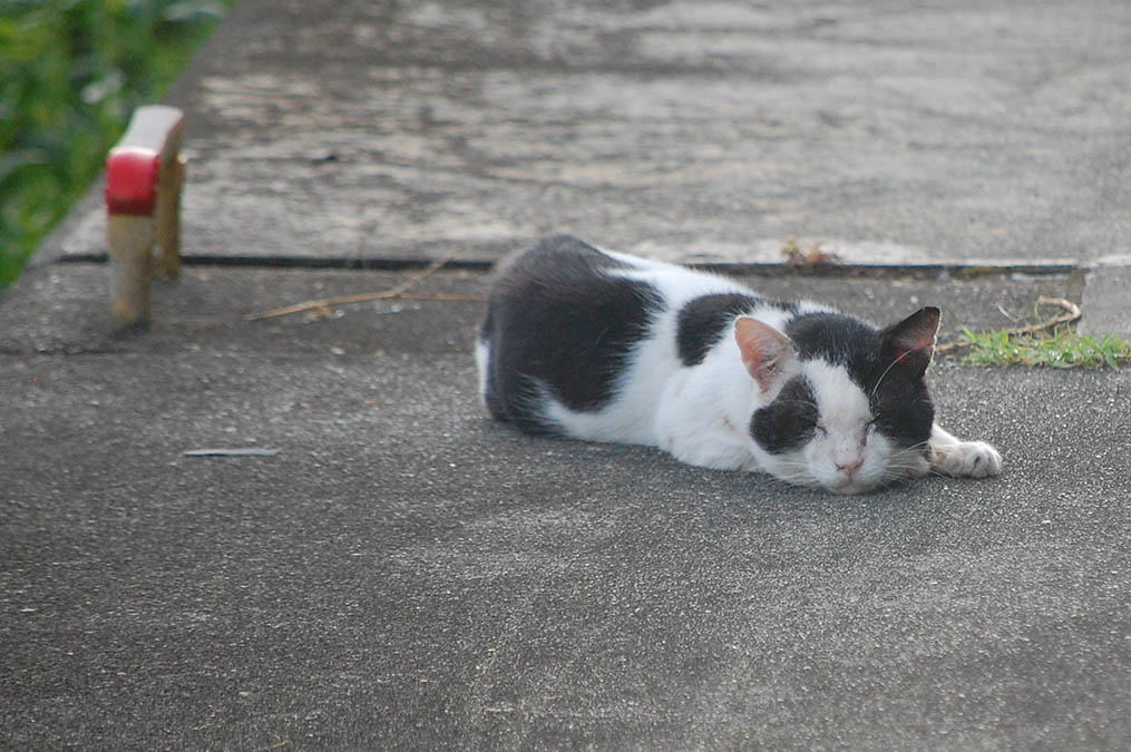 猫