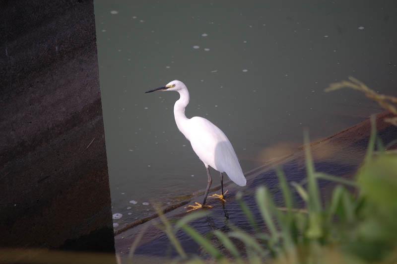 コサギ