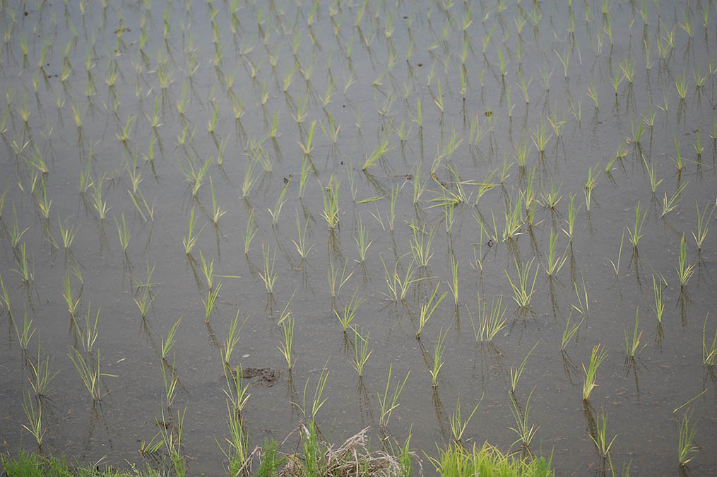 田植え