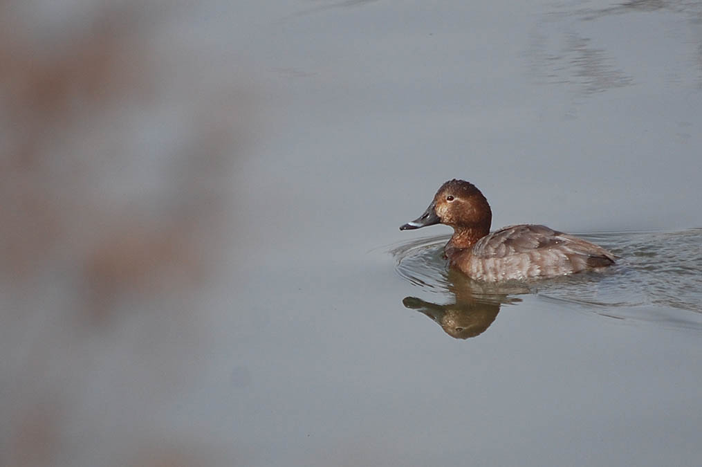 牛肉のプルコギ