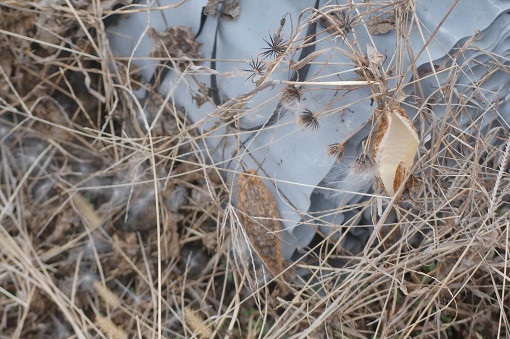 ガガイモの実の殻