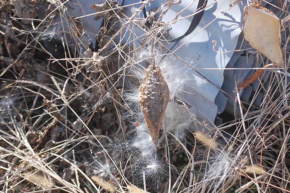 ガガイモの綿毛