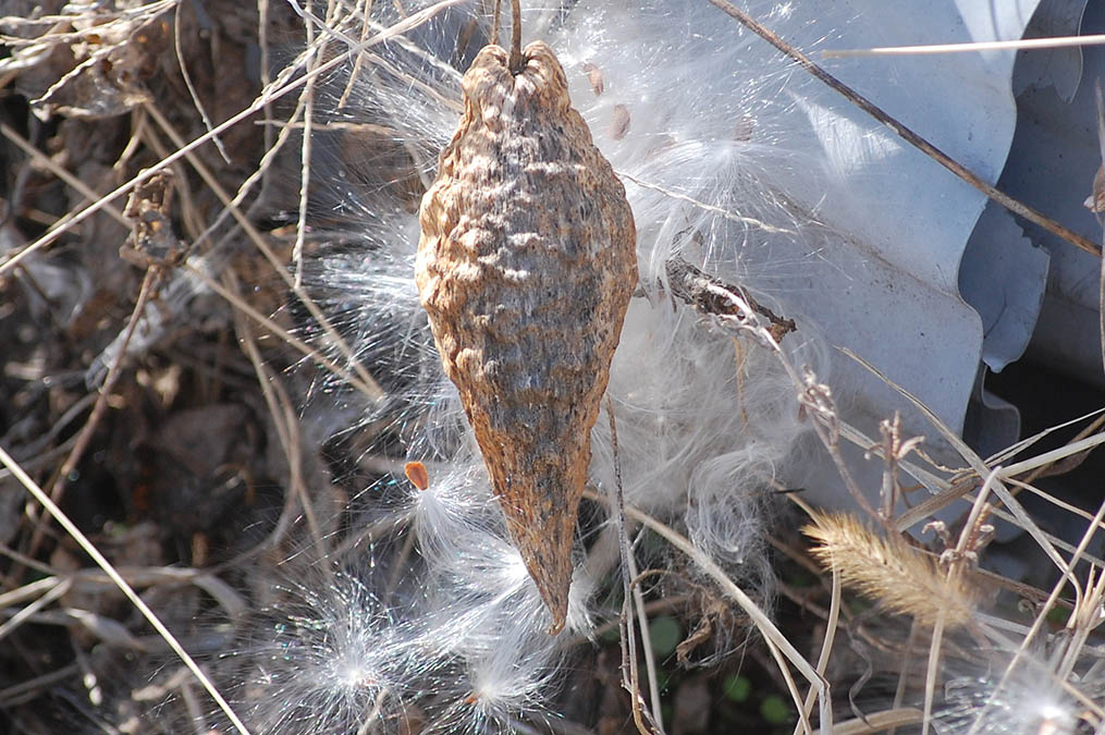 ガガイモの綿毛