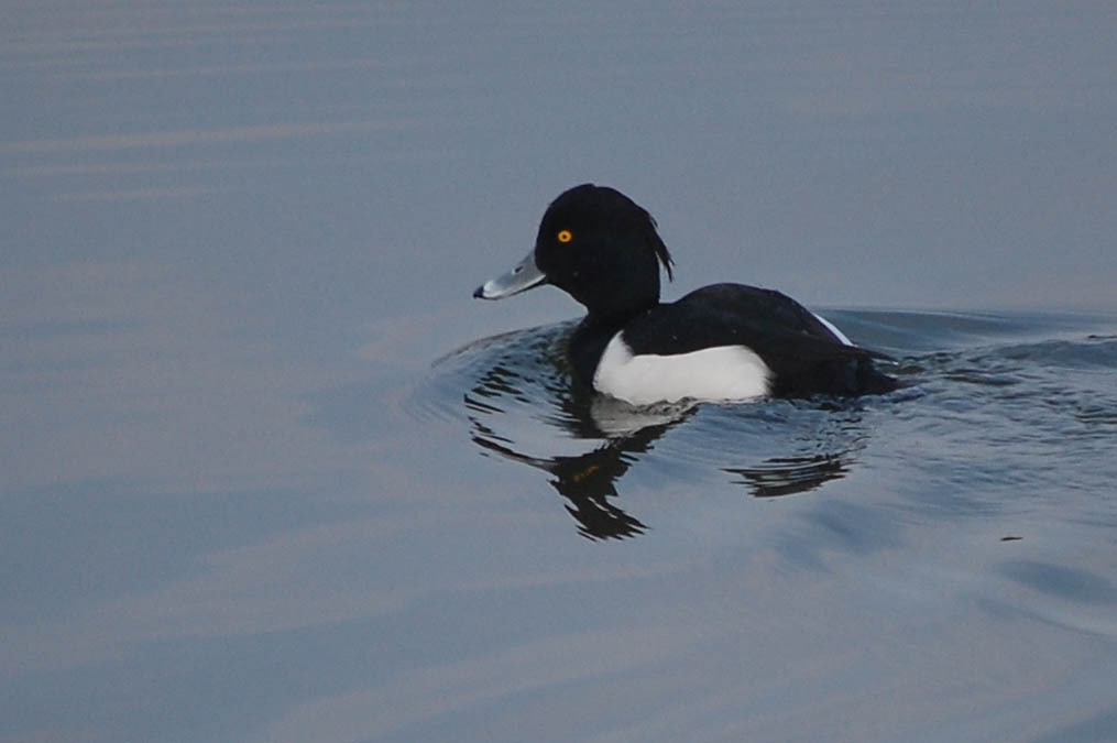 キンクロハジロ