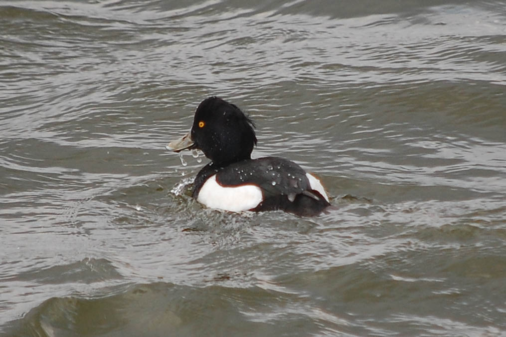 キンクロハジロ