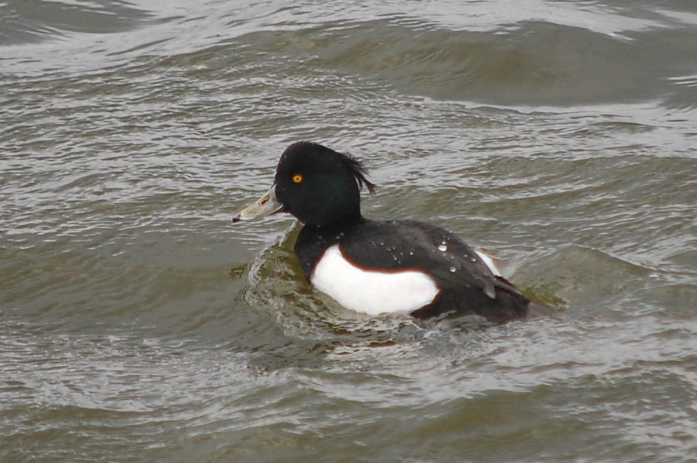 キンクロハジロ