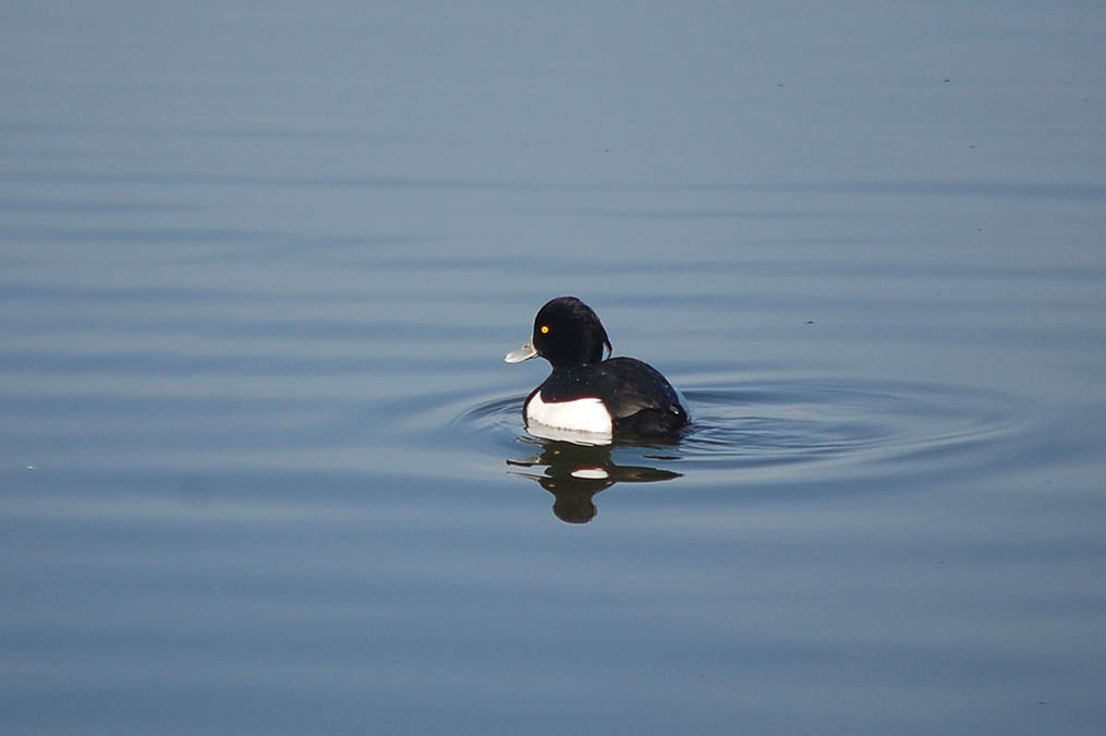 キンクロハジロ