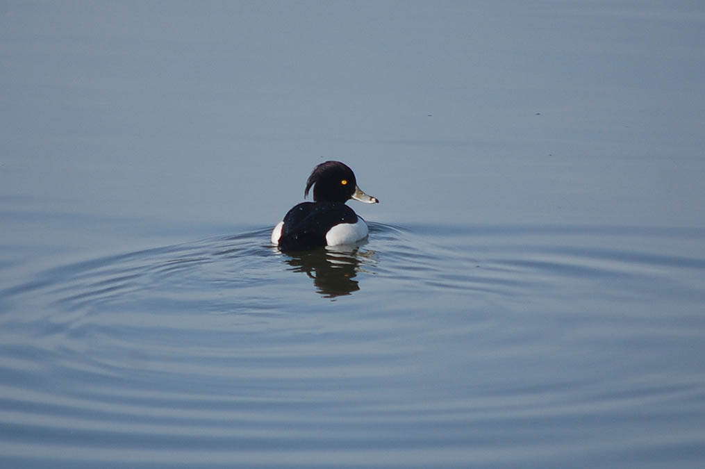 キンクロハジロ